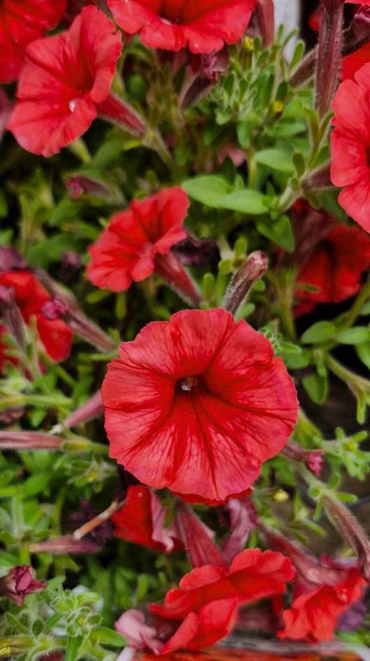 Close-up of the vibrant scarlet Supertunia Vista® petunias accompanied by lush green foliage.