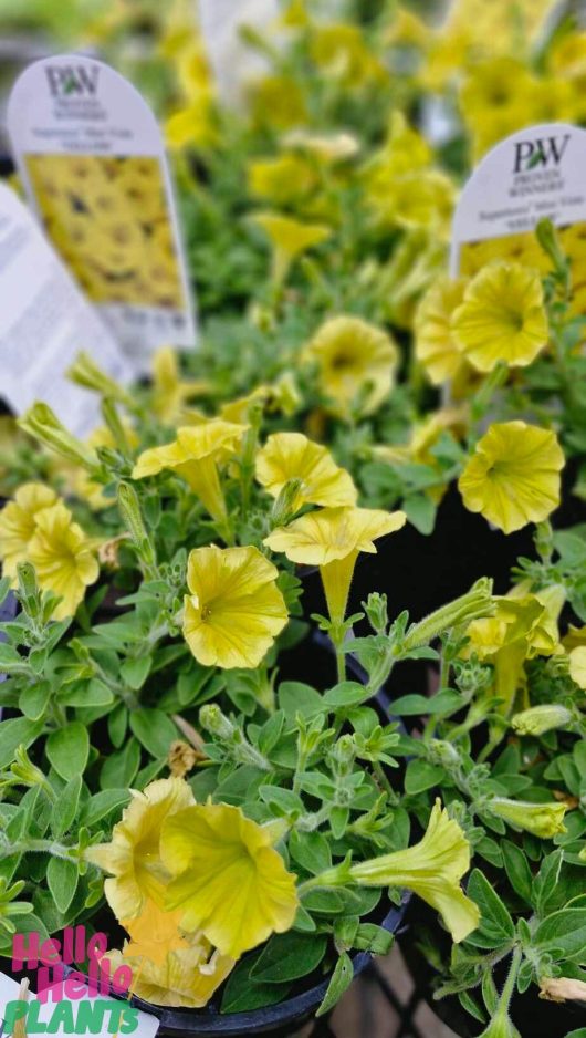 Close-up of the Petunia Supertunia Vista® 'Yellow' in a 6" pot, showcasing vibrant green leaves and elegantly displayed with informational tags.