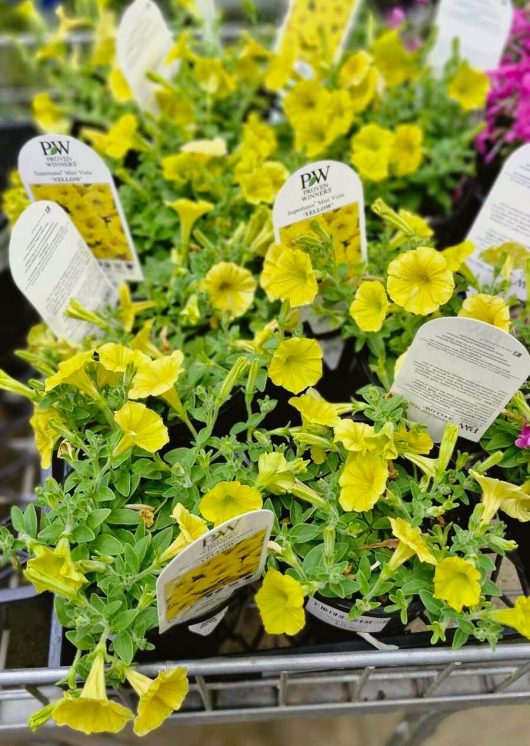 A rack elegantly showcases a 6" pot of Petunia Supertunia Vista® 'Yellow', complete with care instructions.