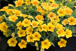 A cluster of vibrant Petunia Supertunia Vista® 'Jazzberry' trumpet-shaped flowers in stunning shades enclosed within lush green leaves, all nestled charmingly within a 6" pot, making a captivating addition to any garden setting.