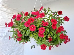 A hanging white 6" pot contains vibrant yellow Petunia Supertunia Vista® flowers and green leaves against a white background.