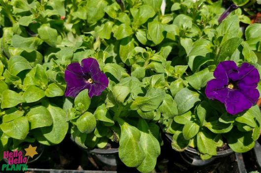 Close-up of two vibrant purple petunias, reminiscent of the Petunia 'Dreams™ Blue' in 4" pots, nestled among lush green foliage.