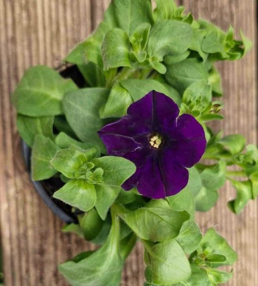 A solitary Petunia 'Dreams™ Blue' blossoms in a black pot, encircled by vibrant green foliage on a wooden surface, capturing the essence of Petunia Dreams.