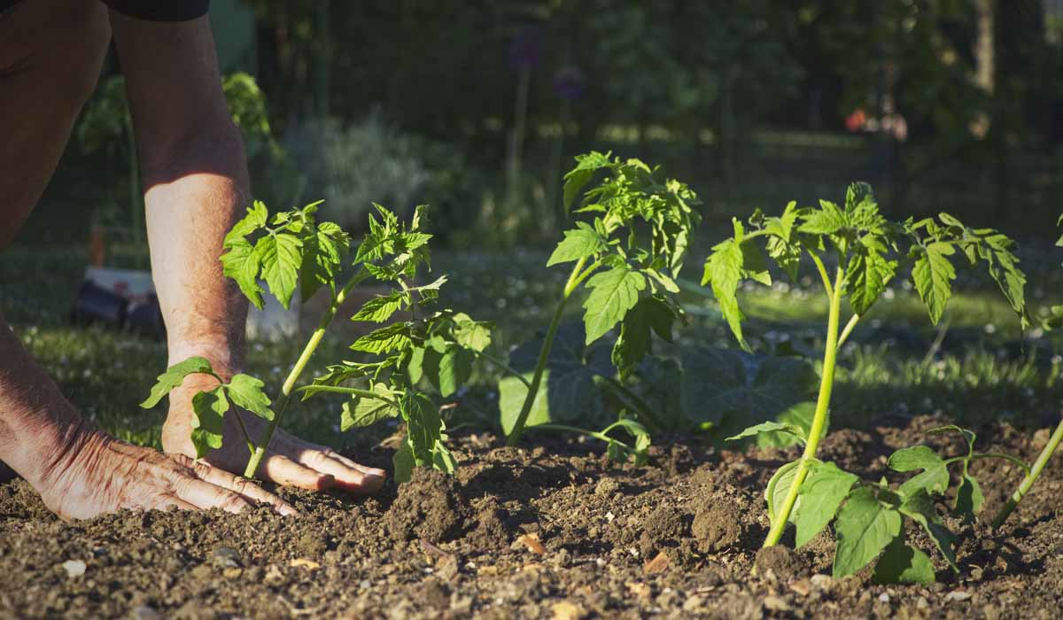 Person carefully planting small green tomato plants in a garden, meticulously addressing garden design problems by ensuring soil is gently packed around the base of each plant.