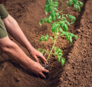 A person planting a young tomato plant into a neatly prepared garden bed of soil.