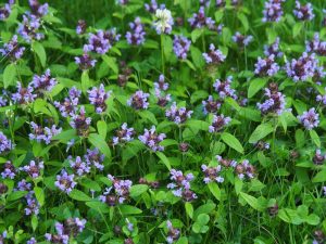 A field of small purple flowers and green leaves, reminiscent of Prunella 'Bella Lilac' in a 6" pot, covers the ground with a single white flower standing out in the background.