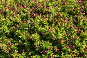 Dense foliage of Rhagodia 'Seaberry Saltbush,' with clusters of small red berries nestled among bright green leaves under sunlight. Perfect for a 6" pot.