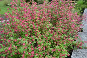 A dense cluster of small pink Ribes 'Flowering Currant' flowers with green leaves flourishes beside a stone path in the garden, thriving in an 8" pot.