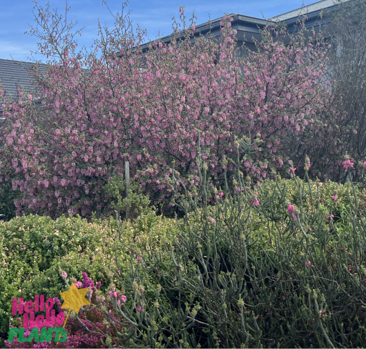 A large Ribes 'Flowering Currant' in an 8" pot with pink flowers in full bloom, surrounded by green shrubs, and a visible part of a house roof in the background. The image has text saying "hello hello plants" at the bottom left.