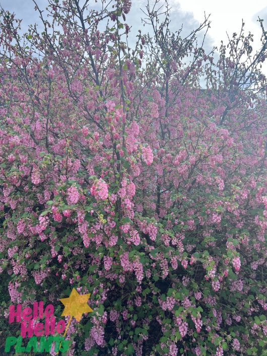 A dense bush with numerous small pink flowers in full bloom, possibly a Ribes 'Flowering Currant' in an 8" pot. In the bottom left corner, a star logo with text reads, "Hello Hello! PLANTS".