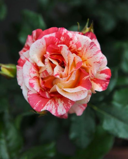 A close-up of a Rose 'Alfred Sisley' Bush Form, showcasing its pink and white variegated petals against a backdrop of lush green leaves.