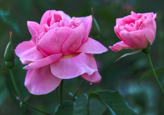 Close-up image of two pink roses in full bloom with a few unopened buds and green leaves in the background.