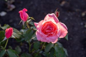 Close-up of a blooming yellow Rose 'Golden Years' 2ft Standard surrounded by rosebuds and green leaves against a dark background.