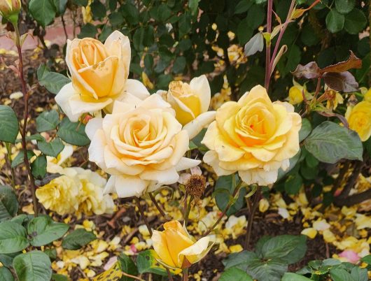 A cluster of Rose 'Golden Years' 2ft Standard in full bloom, their yellow and white petals glowing amidst the green foliage, are surrounded by scattered petals on the ground.