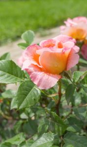 Close-up of a blooming Rose 'Magic Fire' Bush Form, showcasing stunning pink and orange hues against vibrant green leaves, set against a blurred background of grass and a walkway.