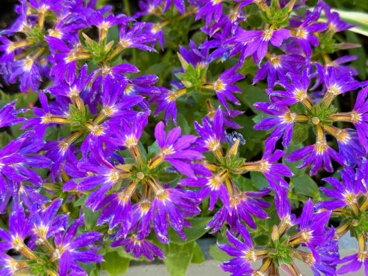 A close-up of purple flowers with green leaves. The flowers have star-shaped petals with yellow centers, densely covering the area.