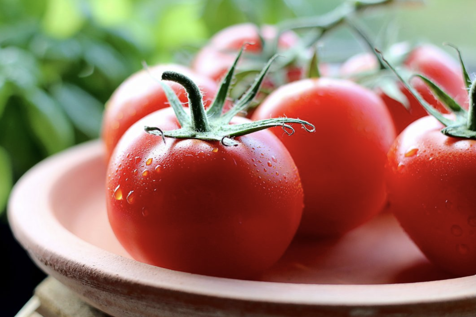 A close-up of fresh red tomatoes with water droplets on a plate, with green leaves blurred in the background, highlights how garden design problems can be overcome to yield such beautiful produce.