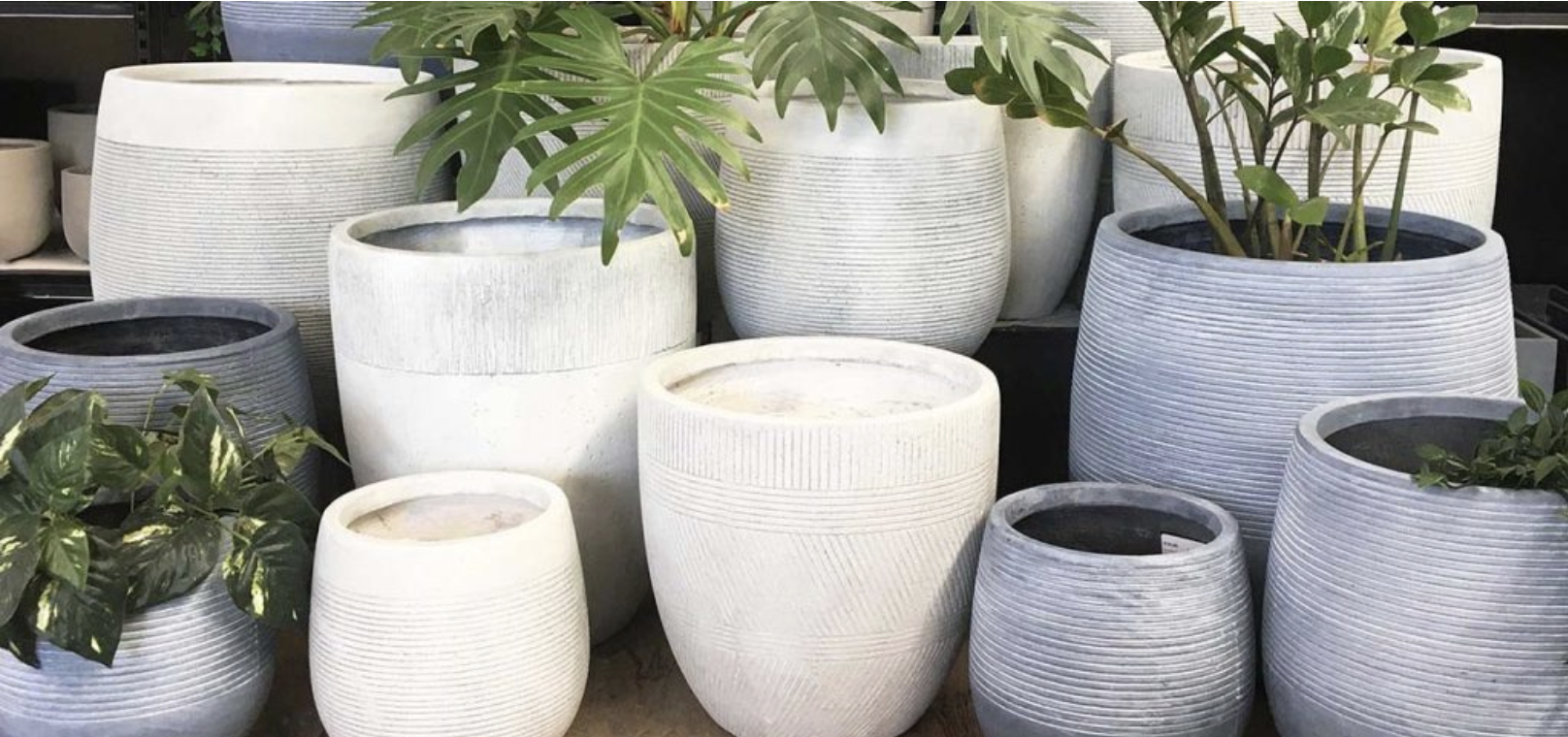 A collection of variously sized, light-colored ceramic planters with different green plants arranged together, now available in our Plant Clearance Sale.