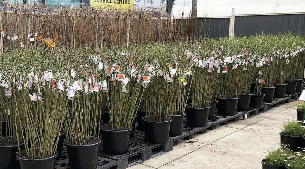 Rows of potted plants with tags, displayed outdoors on wooden pallets near a building, likely at a garden center or nursery. This inviting scene is part of a Plant Clearance Sale, offering great deals for avid gardeners.