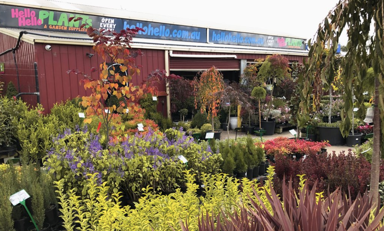 A plant nursery with various colorful plants and shrubs on display. A red building with "Hello Hello Plants & Garden Supplies" signage in the background promotes a Plant Clearance Sale.