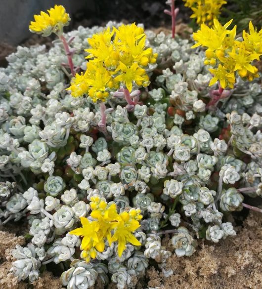 Sedum spathulifolium Silver Fairy Cushion Stonecrop Succulent Groundcover Grey or Silver Blob