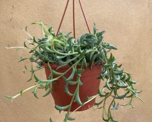 A hanging pot filled with a green, trailing succulent plant against a plain beige background.