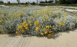 A garden scene with yellow flowering plants and green shrubs along a concrete path, with distant trees and buildings in the background.