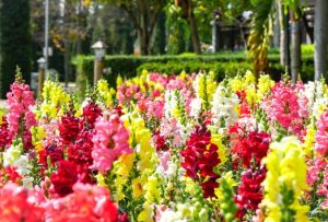 A vibrant garden with an array of colorful snapdragon flowers in full bloom. The background features green trees and shrubs.