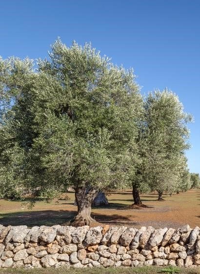 A field with evenly spaced olive trees, bordered by a low stone wall, and set against a clear blue sky, evokes the tranquility of nature. It's almost as serene as learning how to water indoor plants properly.