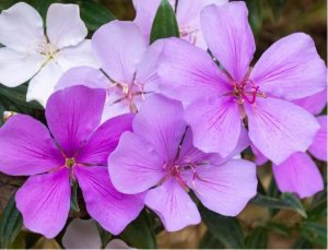 Close-up of several purple and white Tibouchina 'Lasiandra' (Copy) flowers blooming among green leaves.