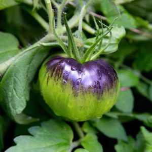 A close-up of a green tomato with a dark purple top, hanging from a leafy plant with water droplets on its surface.