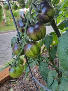 A cluster of Tomato 'Green Zebra' 4" Pot with dark purple shading grows on a vine, supported by a metal cage in a pot near a paved pathway.