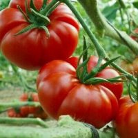 Close-up of ripe, red tomatoes growing on a vine in a garden, showcasing the perfect solution to common garden design problems.