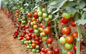 Rows of tomato plants with fruits in varying stages of ripeness, from green to red, highlight the beauty and potential garden design problems in this dirt plot.