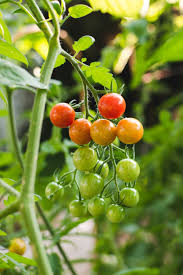 A cluster of cherry tomatoes in various ripening stages, hanging on a vine amidst green leaves, illustrates one of the common garden design problems: balancing aesthetic appeal with functional growth.