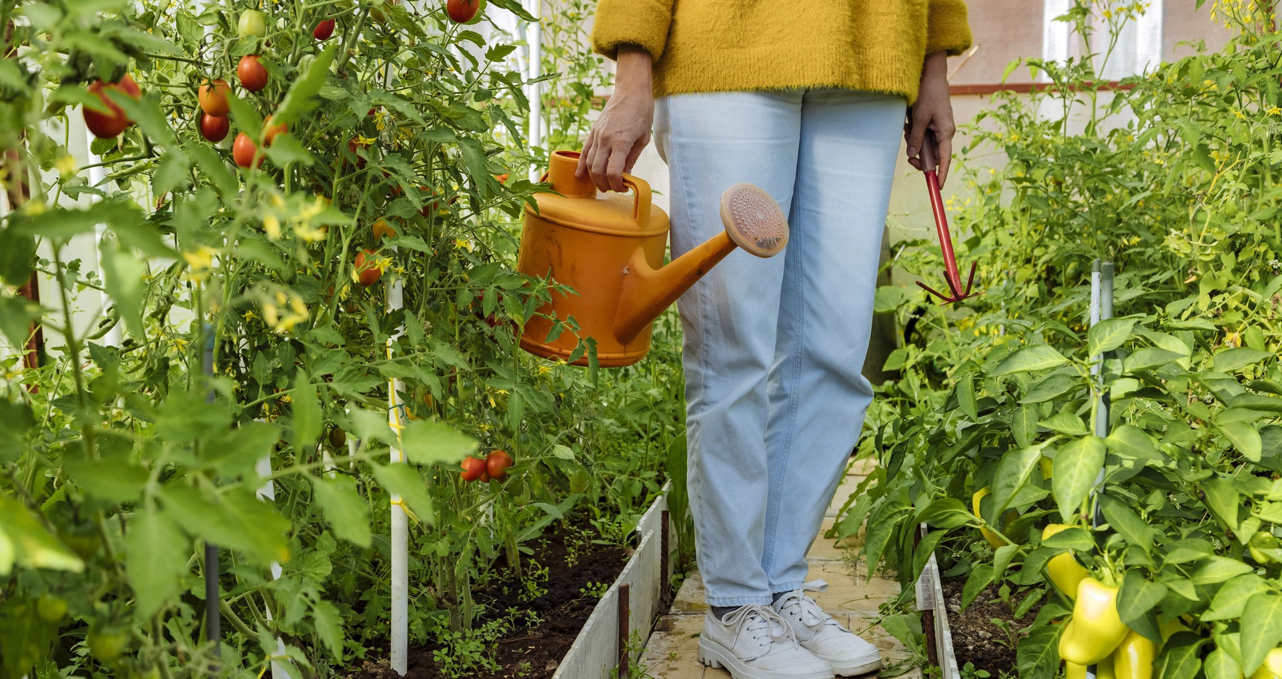 A person in a yellow sweater and jeans waters plants with a yellow watering can in a greenhouse, addressing potential garden design problems.