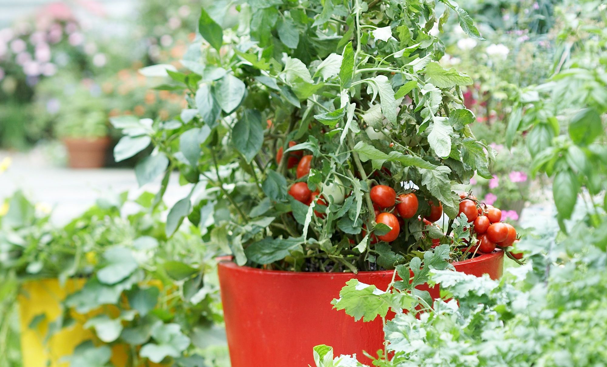 A red pot filled with growing tomato plants, their green leaves adorned with clusters of ripe red tomatoes. The background showcases other potted plants and greenery, a picturesque solution for common garden design problems.