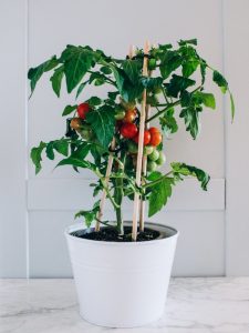 A potted tomato plant with ripening tomatoes, supported by wooden stakes, sits on a marble surface, creating a charming focal point that effortlessly addresses common garden design problems.