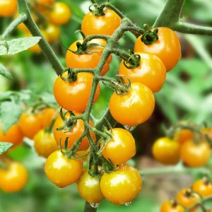 A cluster of ripe yellow cherry tomatoes on the vine with green leaves in the background. Dew droplets are visible on some of the tomatoes.