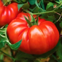 Close-up of a ripe, red tomato with prominent ridges on a green vine surrounded by leaves, highlighting the beauty that often contrasts garden design problems.