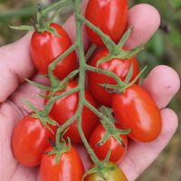 A hand holds a vine with nine small, oval-shaped, red tomatoes, one of which has a slight greenish tint, offering a glimpse into the rewards of thoughtful garden design.