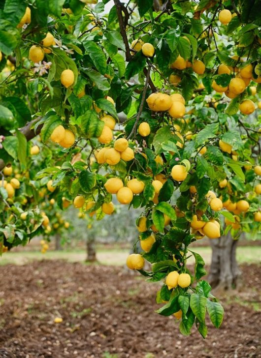 Branches of a lemon tree laden with ripe yellow lemons and green leaves in a garden setting.