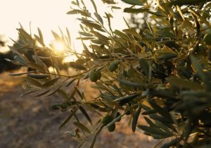 Close-up of an Olea 'Athena's Choice' Olive 8" Pot branch with green olives, captured against the warm hues of a setting sun, embodying the essence of Athena's Choice.