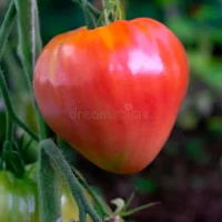 Close-up of a ripe, red heirloom tomato hanging from a green vine in a garden, surrounded by green foliage and other unripe tomatoes in the background. Even amidst common garden design problems, this vibrant scene showcases nature's brilliance.