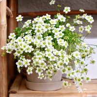 A potted plant with numerous small white flowers and green stems on a wooden shelf.