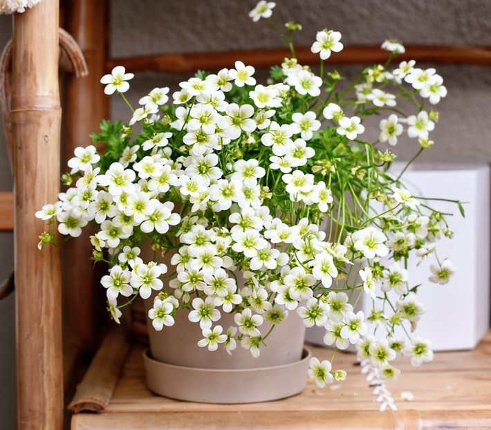 A potted plant with numerous small white flowers and green stems on a wooden shelf.