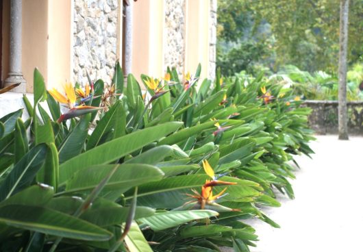 Lush green plants with vibrant, colorful Strelitzia 'Mandela's Gold' Bird of Paradise flowers line the edge of a stone building outdoors, flourishing in stylish Strelitzia 'Mandela's Gold' Bird of Paradise 8" Pots.