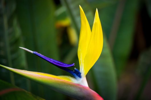 Close-up of a Strelitzia 'Mandela's Gold' Bird of Paradise in an 8" pot, showcasing its bright yellow petals and striking blue crest, set against a background of lush green foliage.