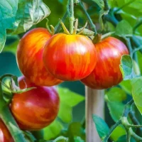 Ripe red and yellow striped heirloom tomatoes growing on a vine with green leaves in the background.