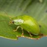 Close-up of a small, green beetle with antennae on a verdant leaf, nestled under the gentle shade of a weeping cherry tree.